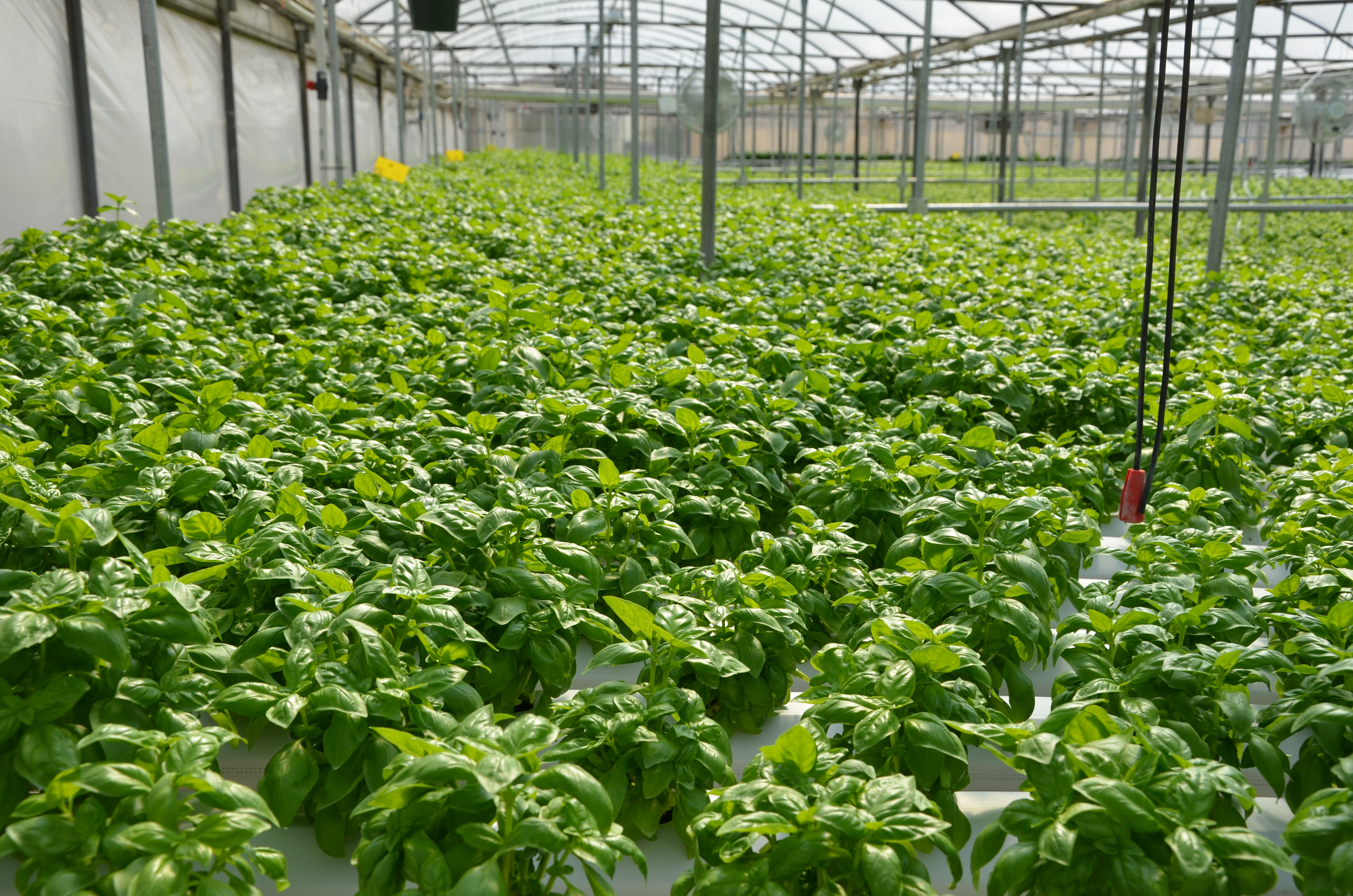 Basil plants - 2022